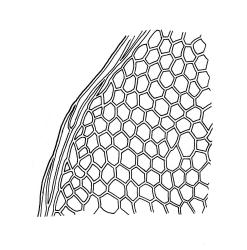 Distichophyllum rotundifolium, border and adjacent upper laminal cells. Drawn from K.W. Allison 150, CHR 463296.
 Image: S. Malcolm © Landcare Research 2017 